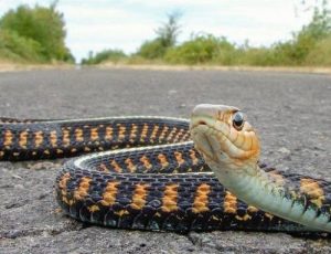 Đi đường gặp rắn đánh số gì? Điều này là tốt hay xấu?